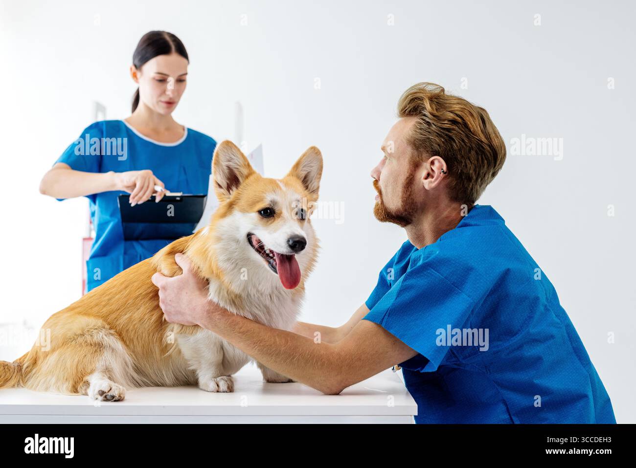 Vétérinaire examine un chien corgi dans une clinique vétérinaire, tandis qu'une assistante prépare des outils médicaux, créant un environnement favorable pour p Banque D'Images