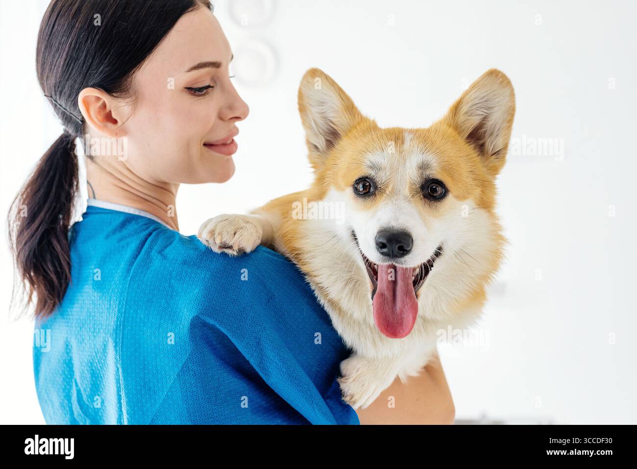 Vétérinaire femelle dans les gommages bleus, tient un chien corgi joyeux dans une clinique vétérinaire, soulignant le lien entre les animaux de compagnie et leur soignant Banque D'Images