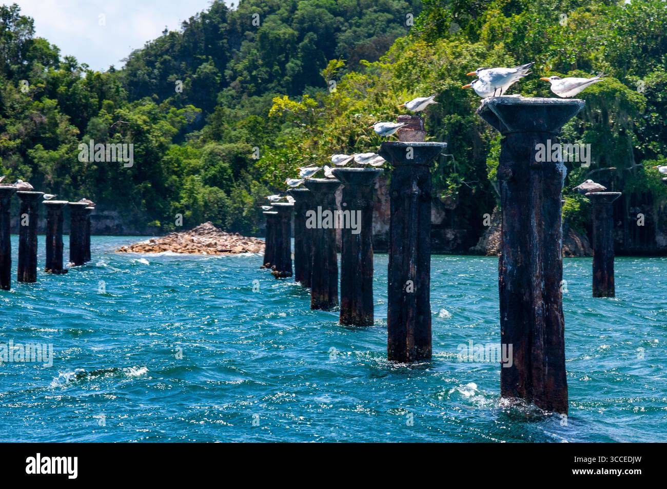 27 juillet 2009, Samana, République dominicaine : Terne royale (Sterna maxima) perchée sur un quai abandonné, le parc national Los Haitises surnommé la baie d'Halong des Caraïbes. Mangroves, riche forêt tropicale, oiseaux tropicaux multicolores et lamantins. La côte est parsemée de petits îlots où nichent les frégates et les pélicans. Péninsule de Samana, République dominicaine (crédit image : © Sergi Reboredo/ZUMA Press Wire) Banque D'Images