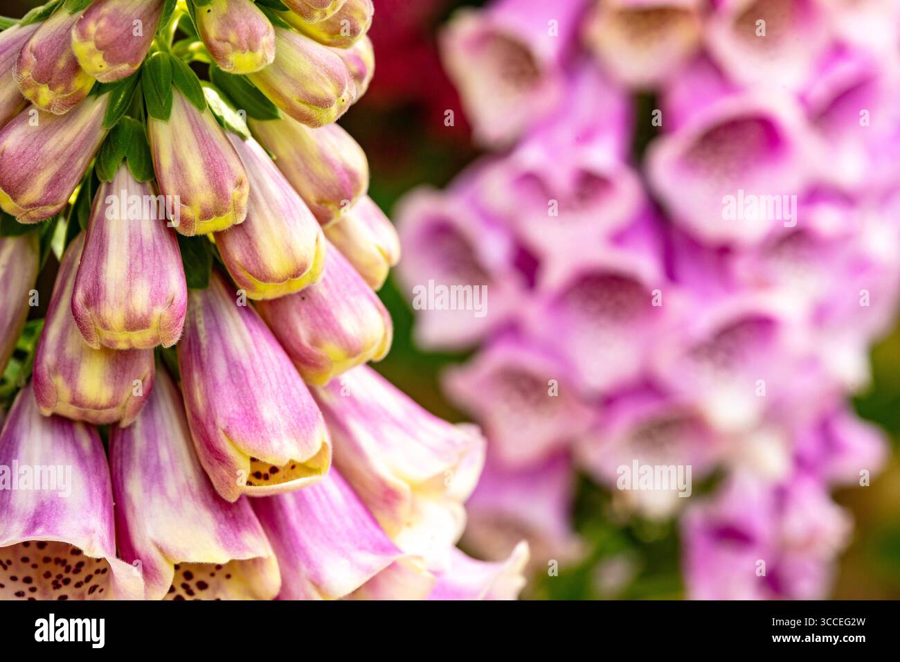 Naturel gros plan (mise au point restreinte) Portrait de plante à fleurs de Digitalis fleurit avec un peu d'espace négatif. Équilibre, caractère, composition, séduisant Banque D'Images