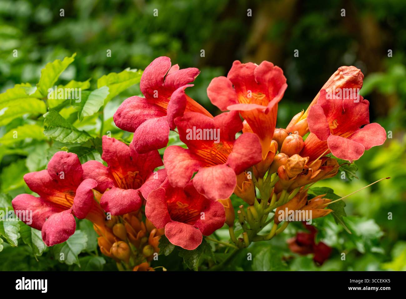 Terific Campsis x Tagliabuana 'Madame Galen'. Naturel gros plan portrait de plante fleurie fleuri avec un peu de feuillage. soulagés, intrigants, absorbants, audacieux Banque D'Images