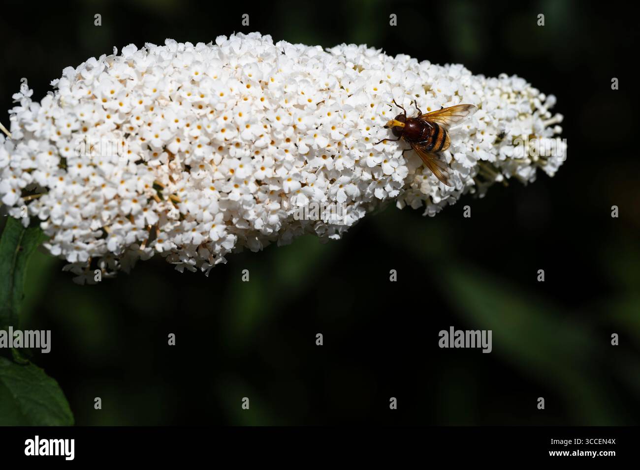 Abeille à miel Banque D'Images