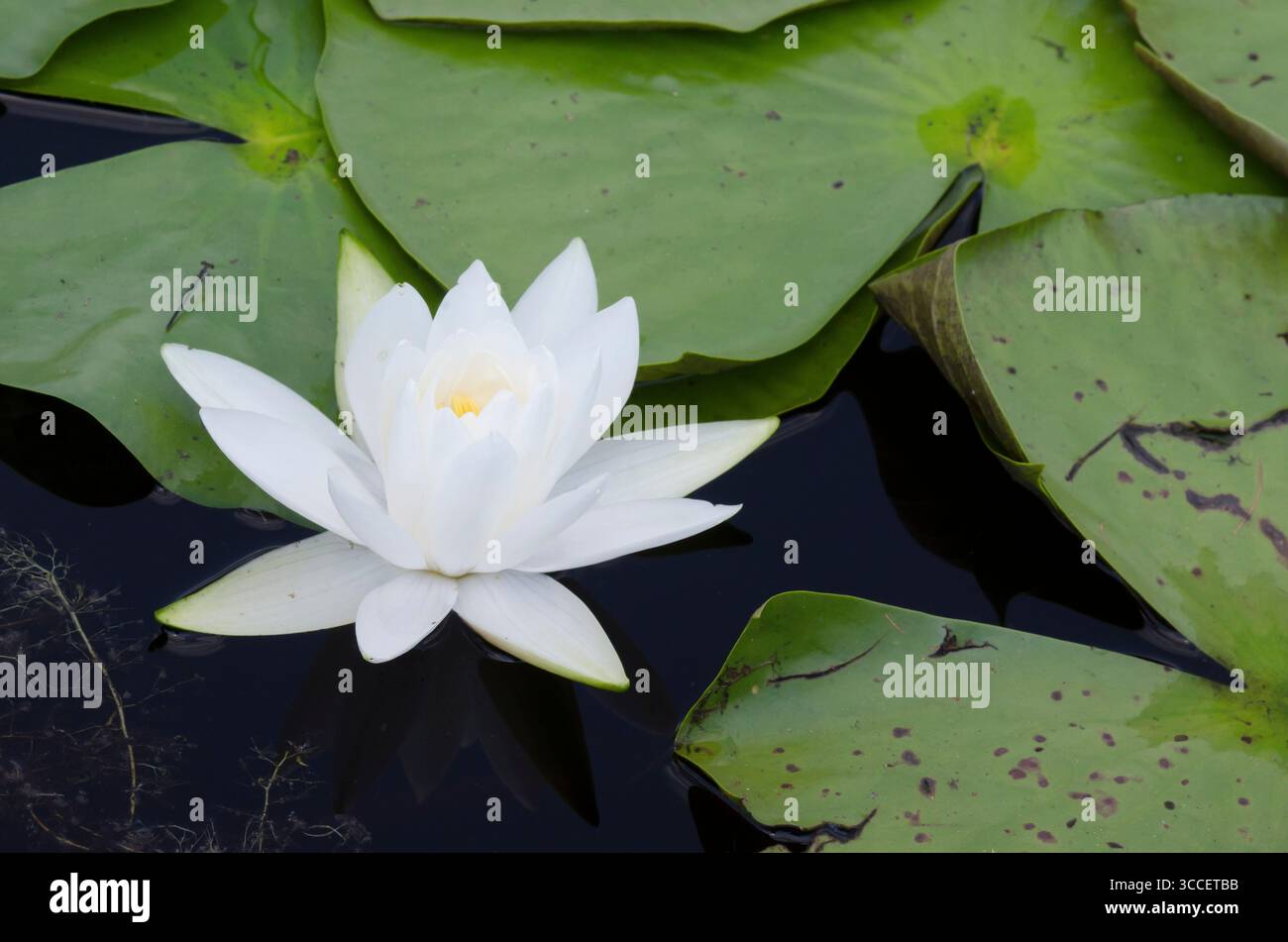 Nénuphar blanc américain, Nymphaea odorata Banque D'Images
