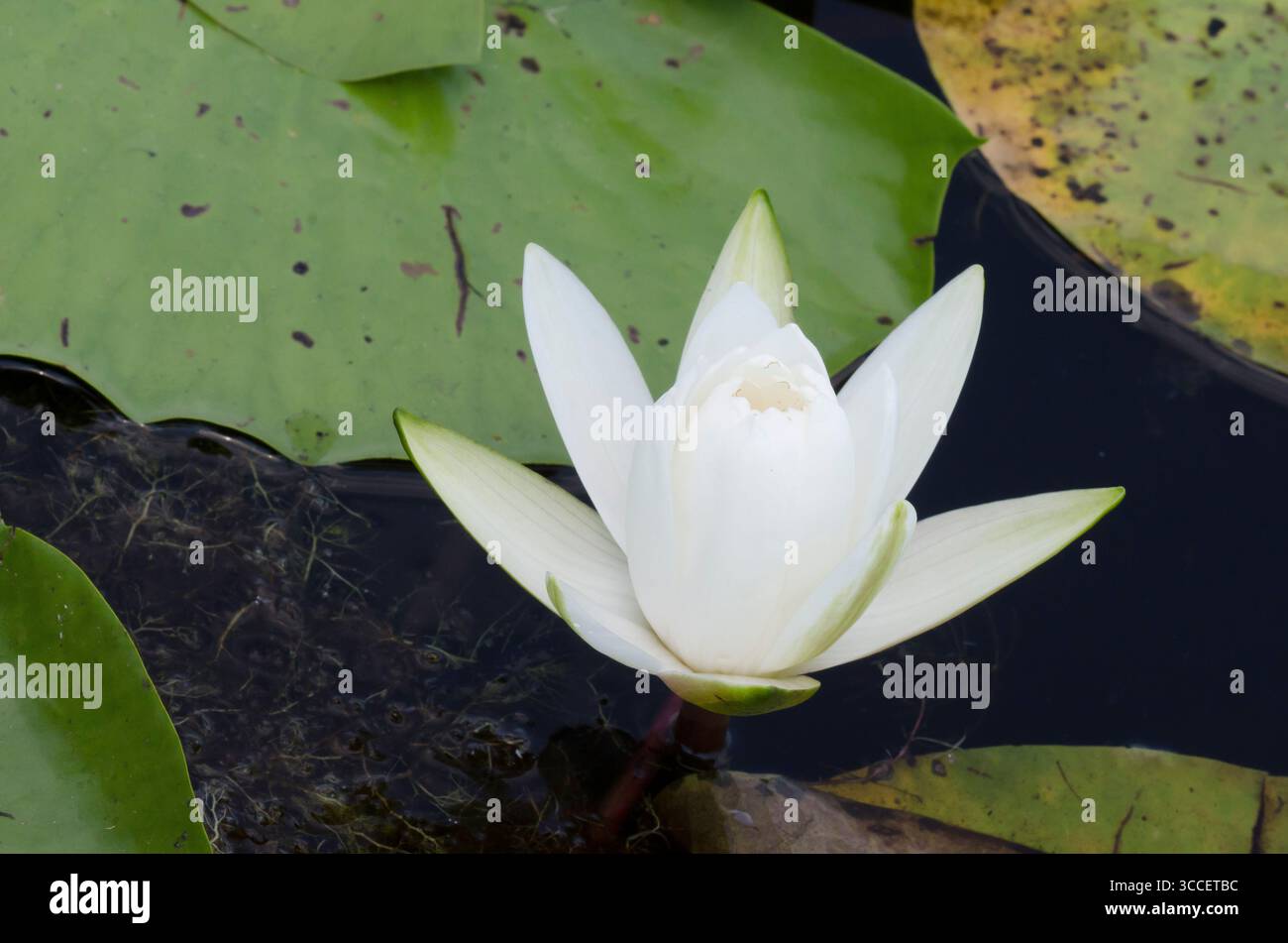 Nénuphar blanc américain, Nymphaea odorata Banque D'Images