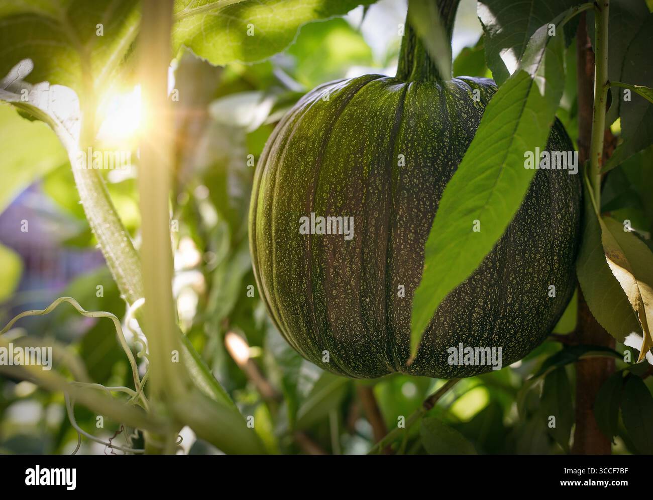 Une citrouille mûre pend au milieu de feuilles vertes luxuriantes, illuminée par la douce lueur de la lumière du soleil filtrant à travers le feuillage. Banque D'Images