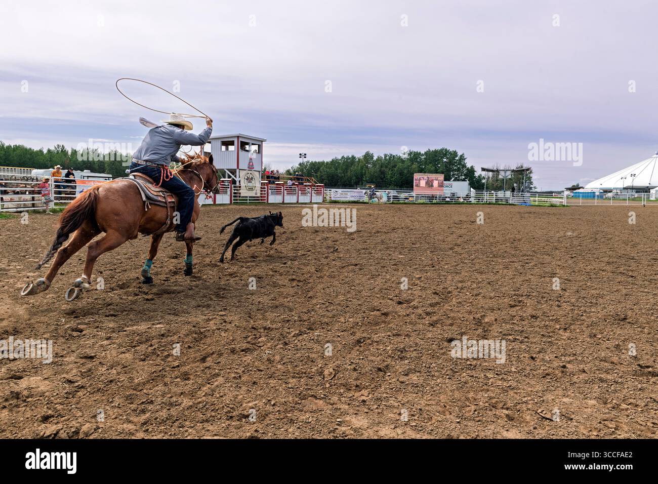 Cow-boy à cheval tente habilement de lasso un veau dans un événement de rodéo palpitant capturé lors de l'Enoch Indian Rodeo Alberta Canada Banque D'Images