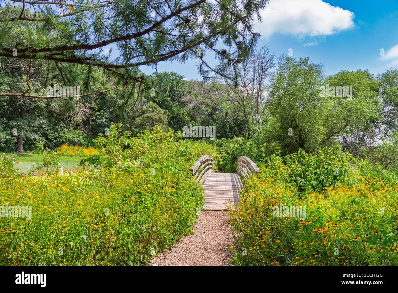 Brown Eyed Susan prairie fleurs sauvages dans la prairie du midwest avec chemin et pont. Banque D'Images