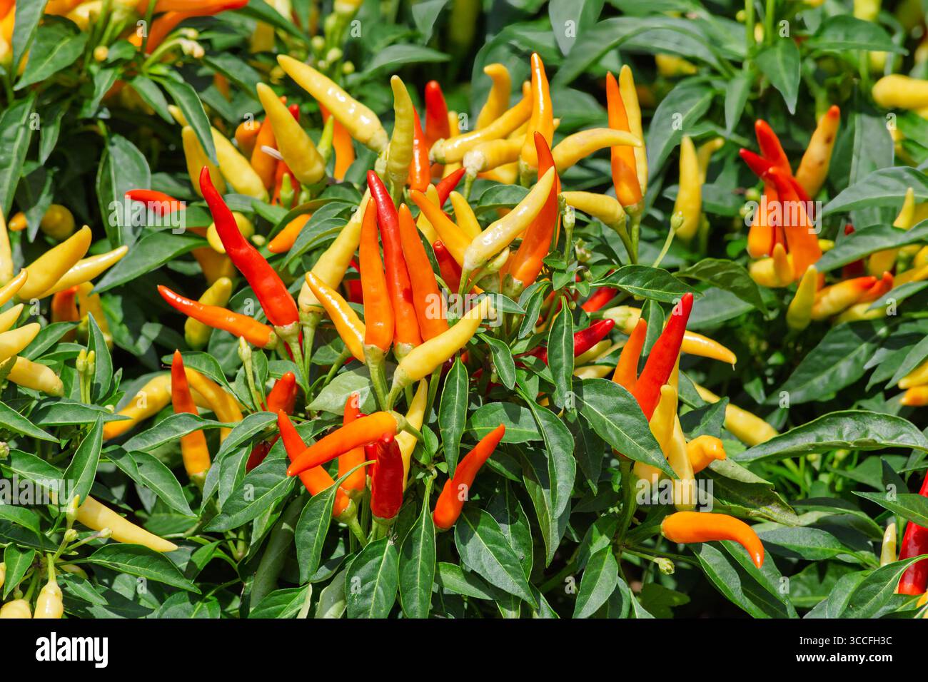 Piments colorés avec fond vert verdoyant macro. Banque D'Images