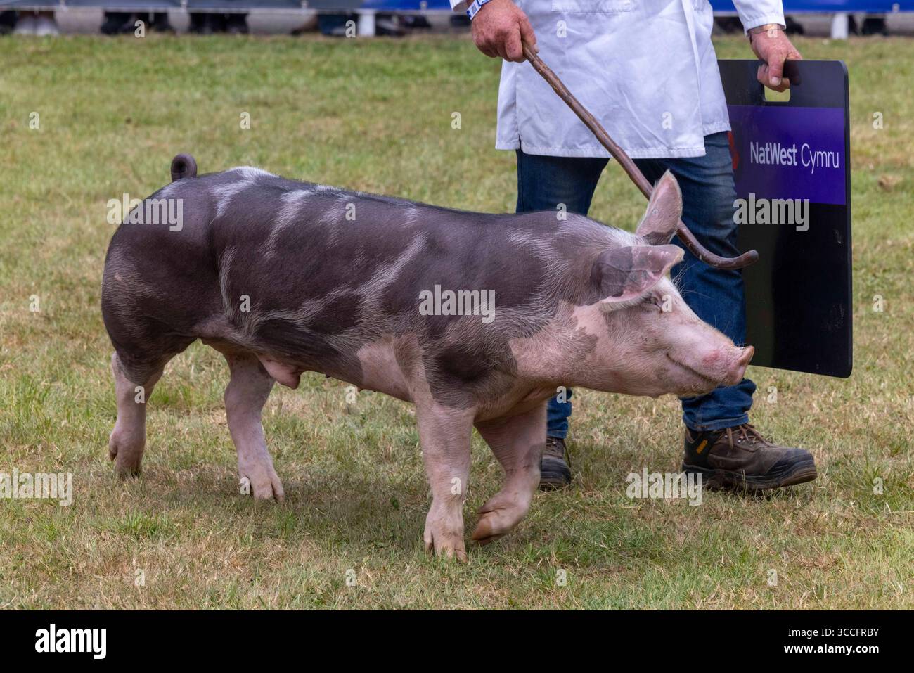 Les juges décideront quel cochon est le champion suprême au Royal Welsh Show. Gwyndy Lottie 31, une Saddleback Sow britannique du Monmouthshire l'a emporté. Banque D'Images