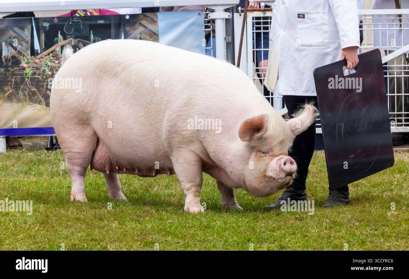 Un cochon blanc moyen au concours Royal Welsh Show Pig. Gwyndy Lottie 31, une Saddleback Sow britannique du Monmouthshire l'a emporté. Banque D'Images