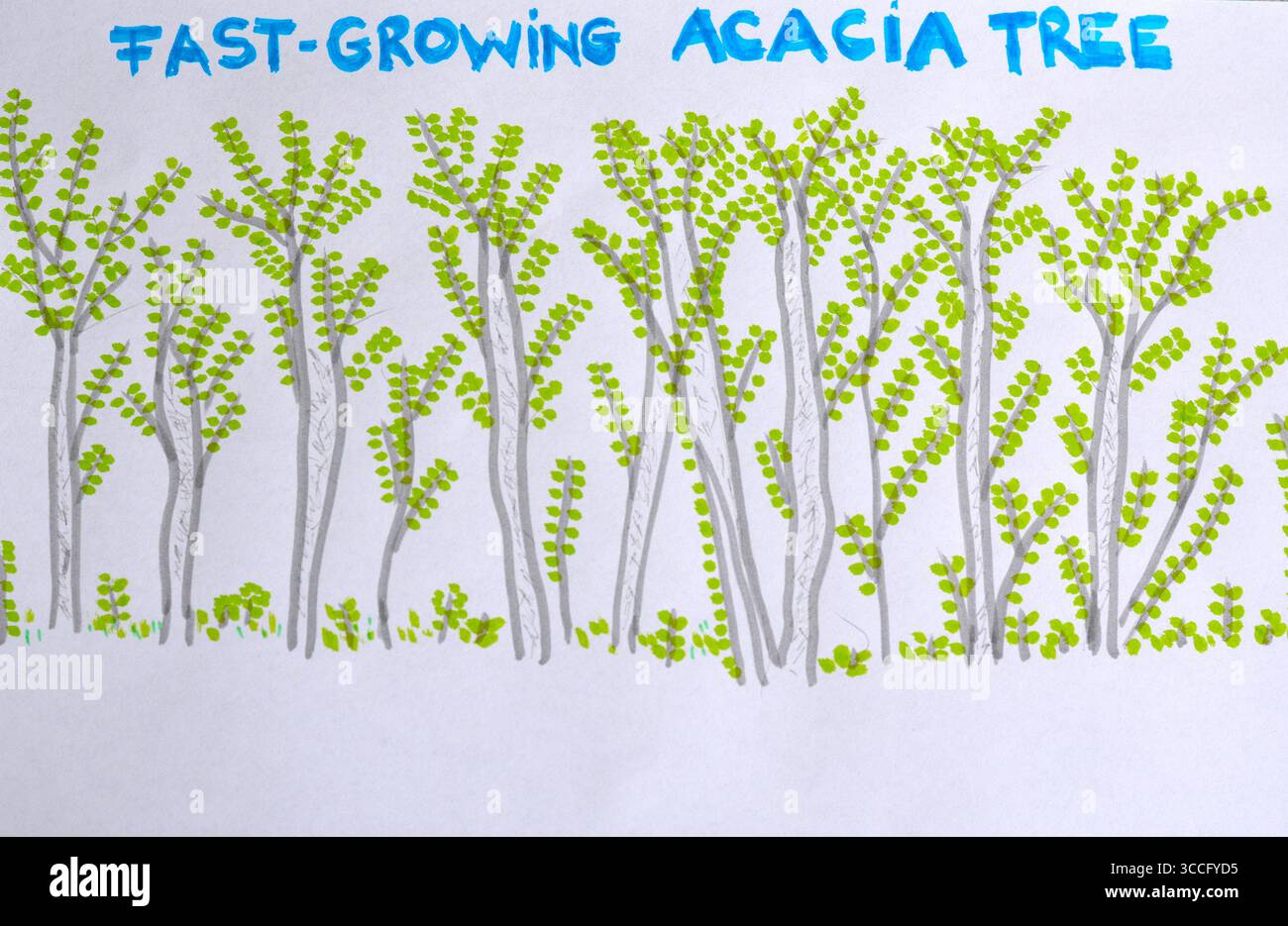 Arbres d'acacia avec des feuilles, dessin à la main kidish Banque D'Images