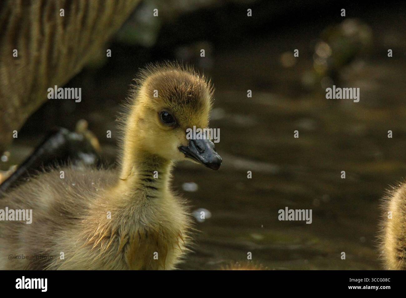 Portrait à hauteur des yeux d'oisons pelucheuses reposant dans l'herbe de printemps, capturé dans un habitat naturel, parfait pour la photographie de la faune et des oiseaux. Banque D'Images