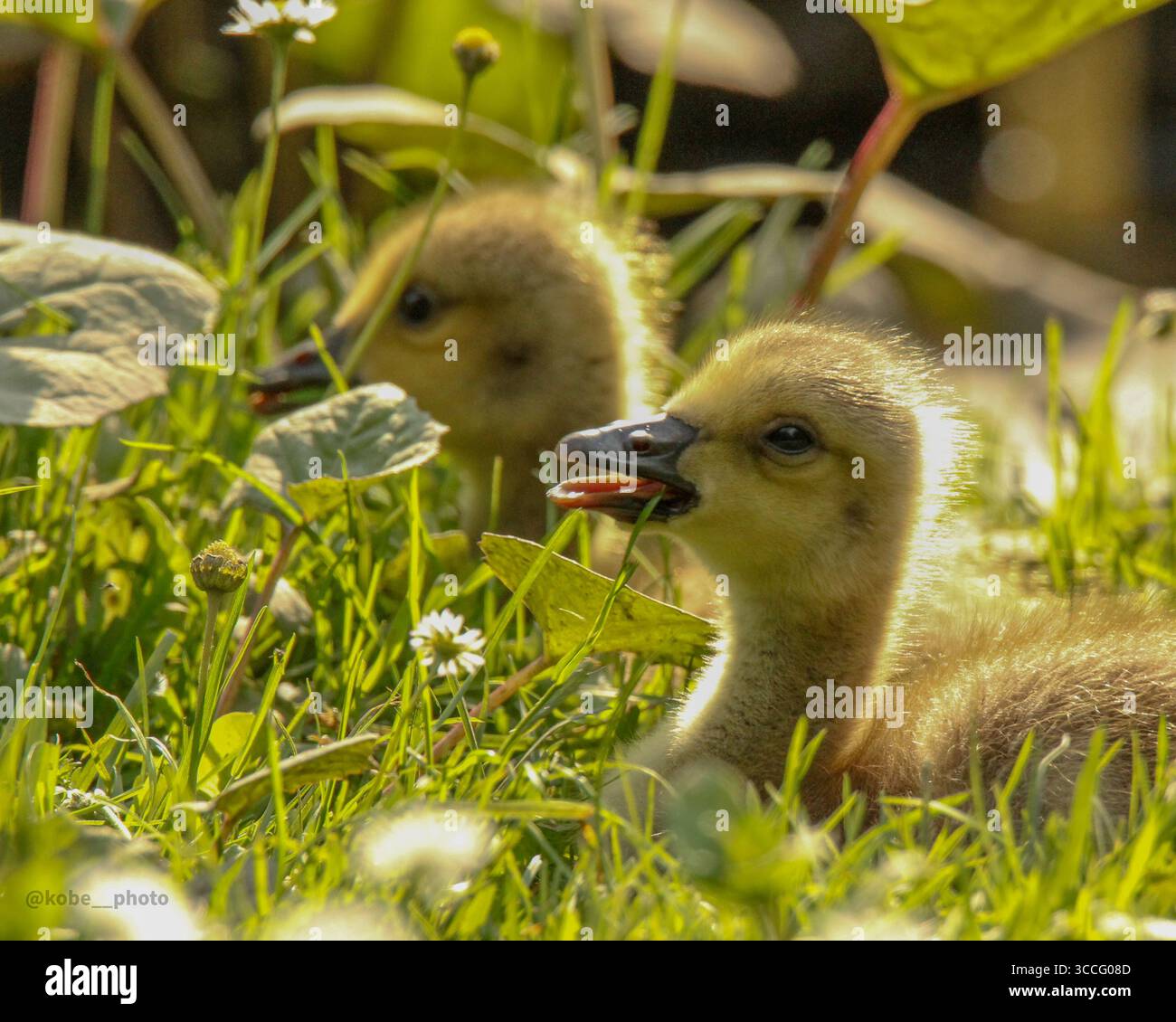 Portrait à hauteur des yeux d'oisons pelucheuses reposant dans l'herbe de printemps, capturé dans un habitat naturel, parfait pour la photographie de la faune et des oiseaux. Banque D'Images