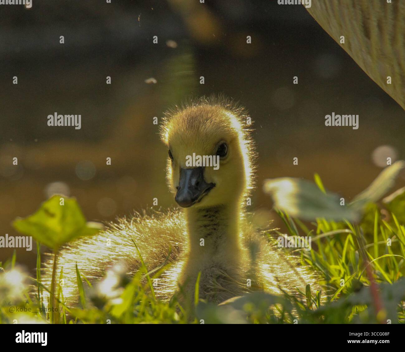 Portrait à hauteur des yeux d'oisons pelucheuses reposant dans l'herbe de printemps, capturé dans un habitat naturel, parfait pour la photographie de la faune et des oiseaux. Banque D'Images