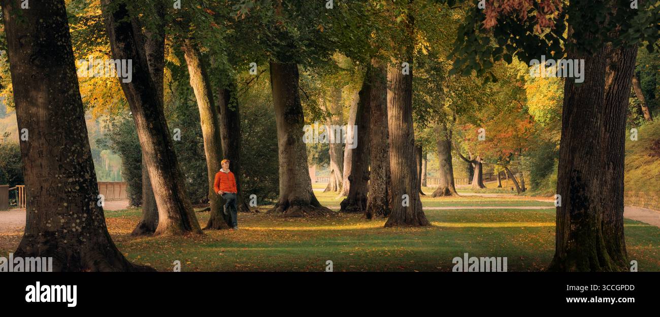 Jeune homme appuyé contre un vieil arbre et profitant de la beauté de la nature lors d'une journée d'automne ensoleillée dans un parc européen pittoresque aux couleurs chaudes de l'automne Banque D'Images
