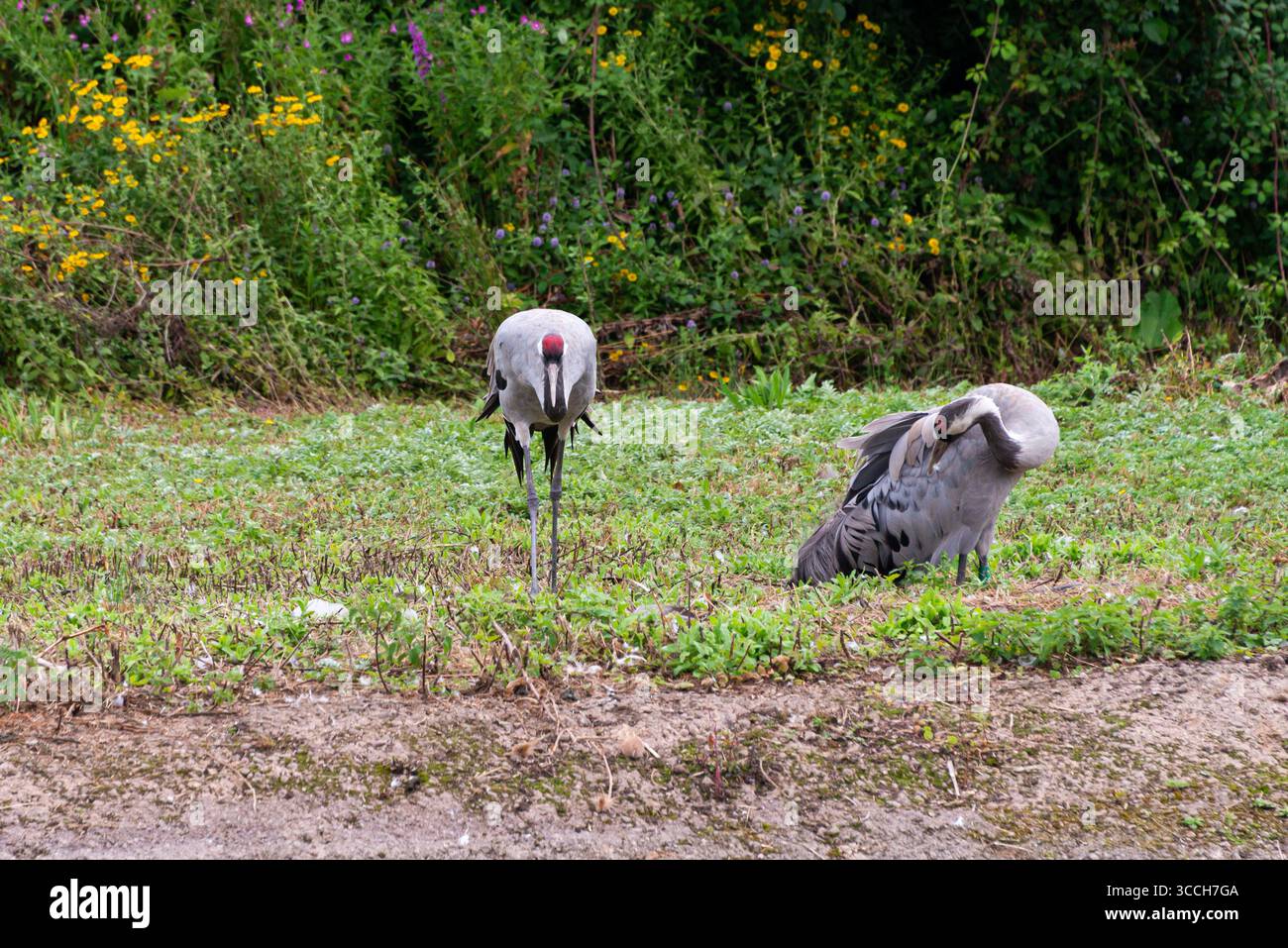 Deux grues communes (Grus grus) au centre des zones humides de Slimbridge Banque D'Images