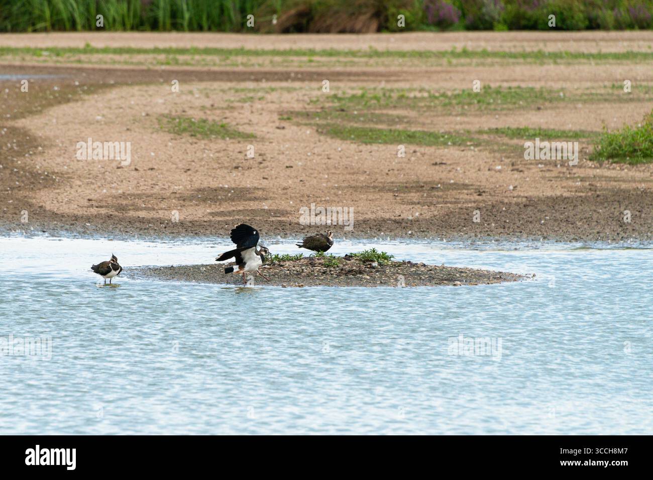 Deux vallées (Vanellus vanellus) en eau peu profonde Banque D'Images