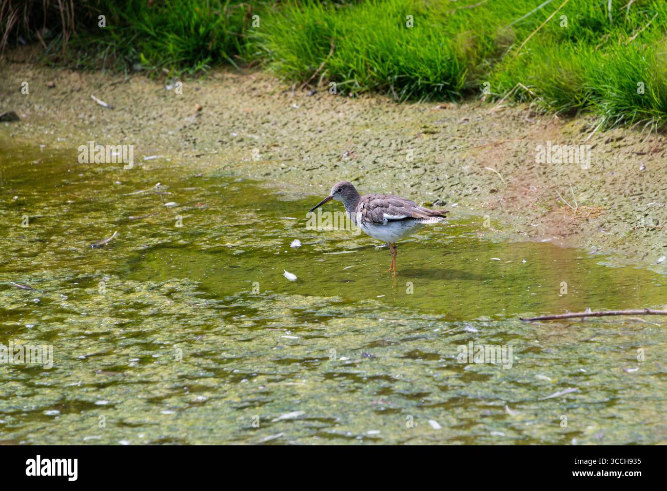 Un redshank (Tringa totanus) au centre des zones humides de Slimbridge Banque D'Images