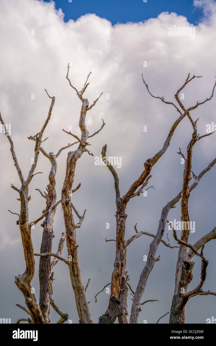 Tordu Dead Tree branches contre un ciel rempli de nuages Banque D'Images