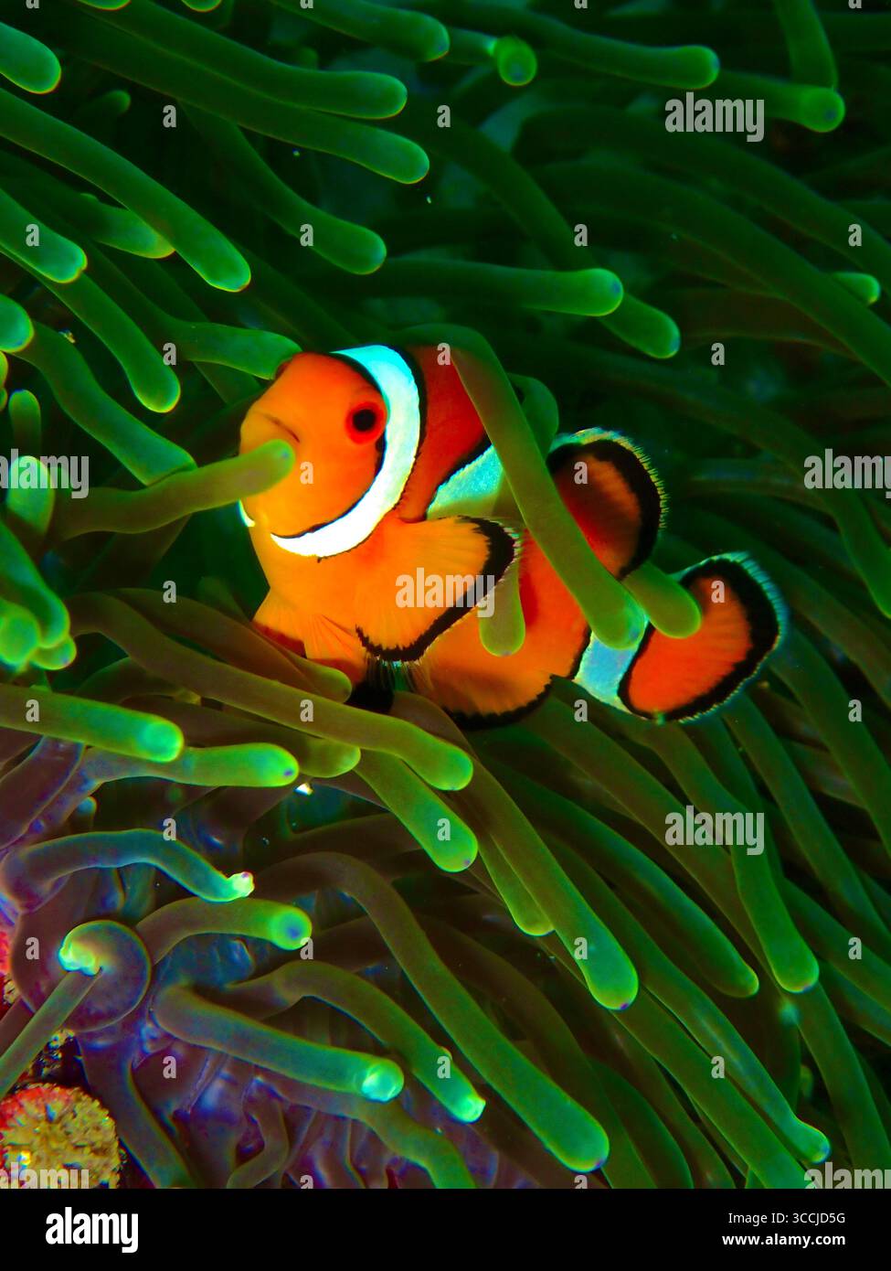 Poisson-clown commun (Amphiprion ocellaris) nageant à travers les tentacules d'une anémone de mer verte vibrante sur un récif corallien Thaïlande. Banque D'Images