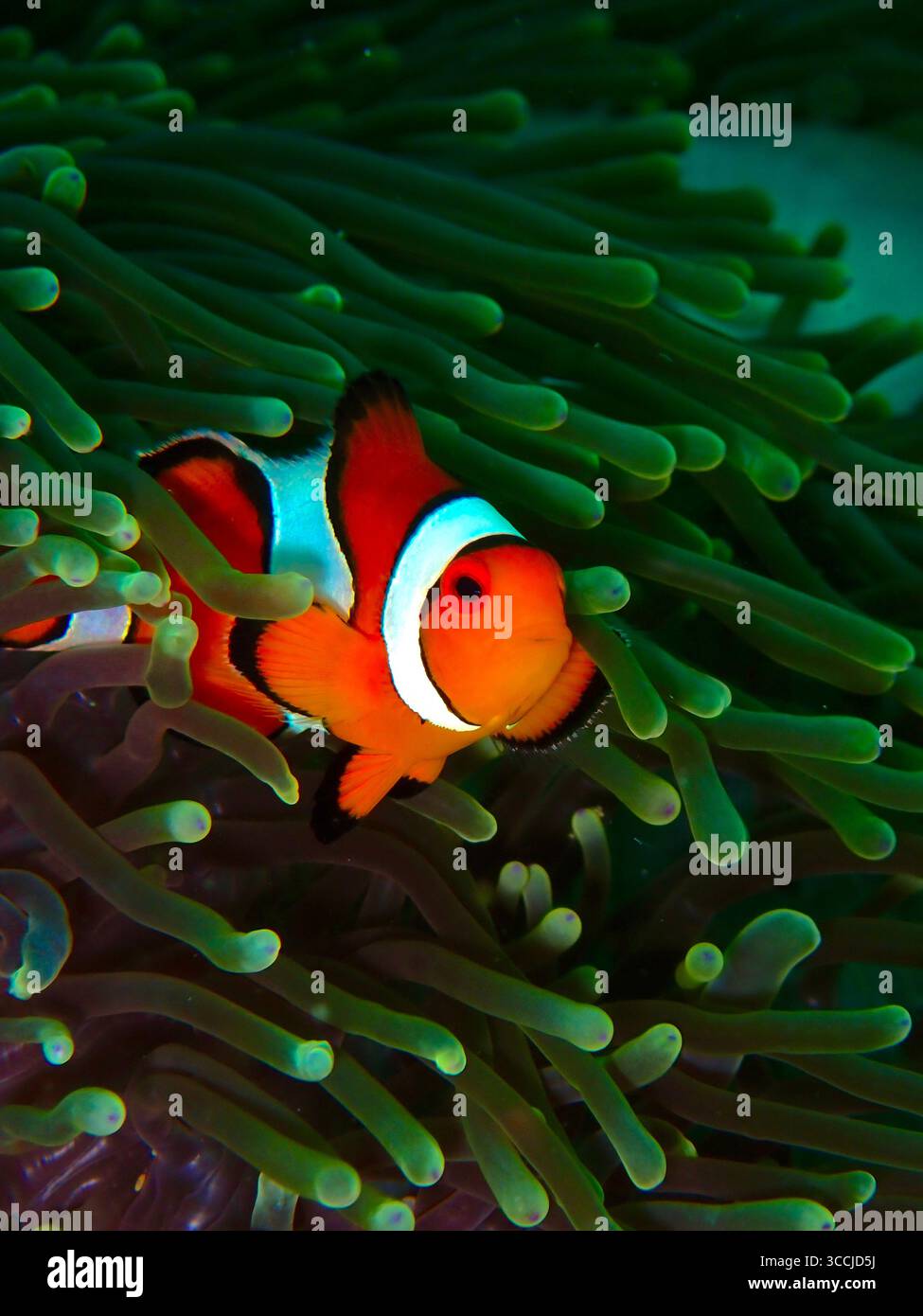 Poisson-clown commun coloré (Amphiprion ocellaris) reposant dans une anémone verte vibrante, photographiée sur un récif tropical en Thaïlande. Banque D'Images