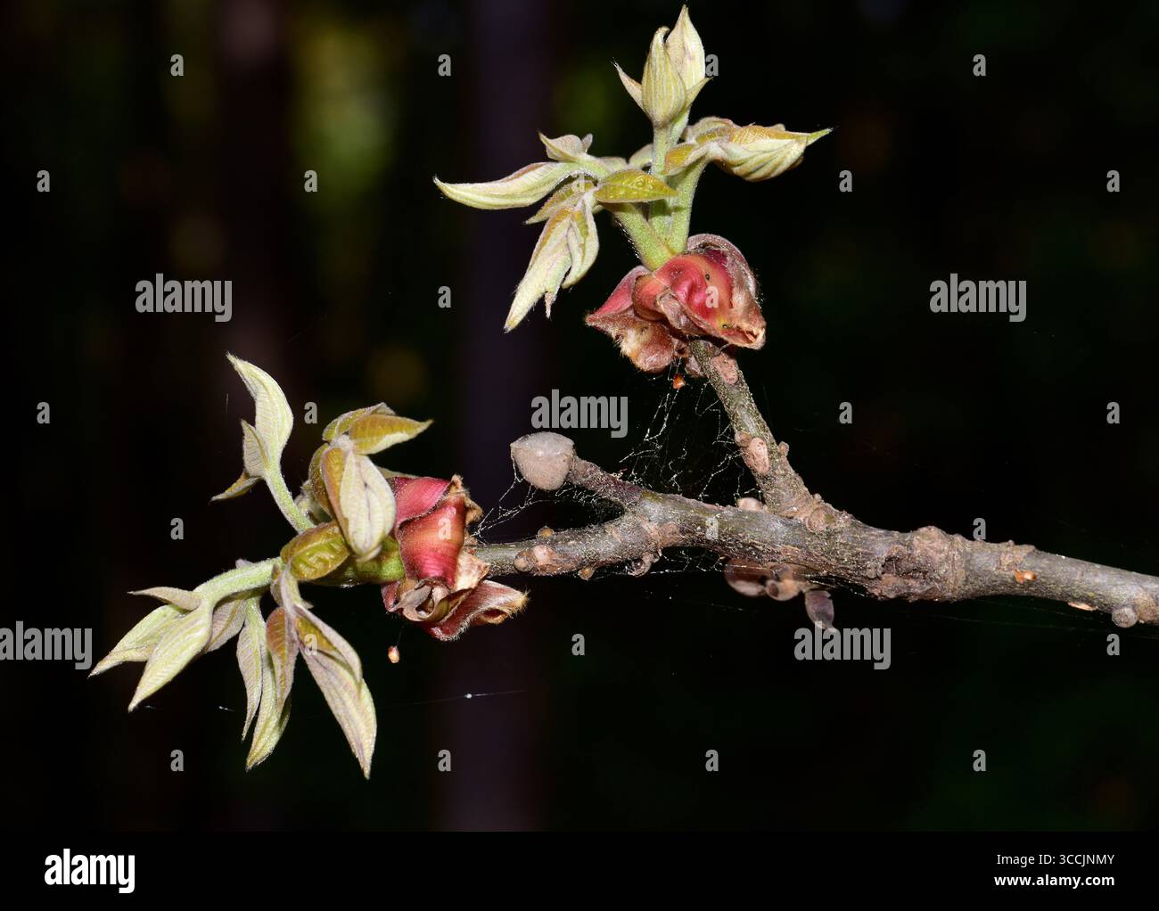 Le Dogwood (cornus florida) représente 30-60 espèces de plantes ligneuses de la famille des Cornaceae. Banque D'Images