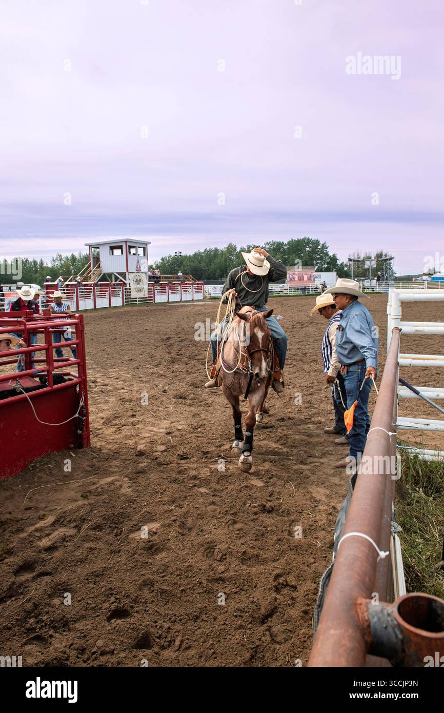 Cow-boy à cheval tente habilement de lasso un veau dans un événement de rodéo palpitant capturé lors de l'Enoch Indian Rodeo Alberta Canada Banque D'Images