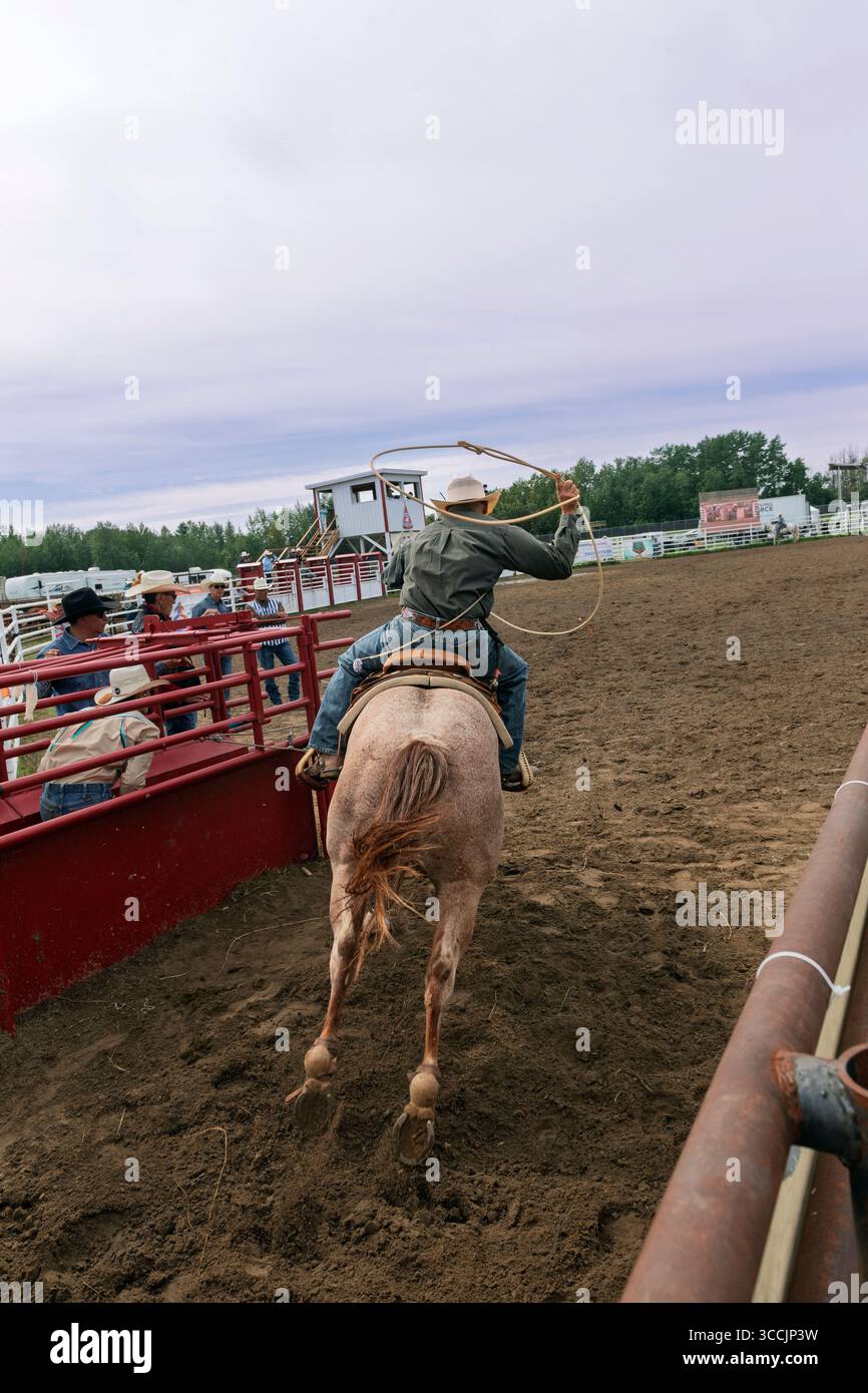 Cow-boy à cheval tente habilement de lasso un veau dans un événement de rodéo palpitant capturé lors de l'Enoch Indian Rodeo Alberta Canada Banque D'Images