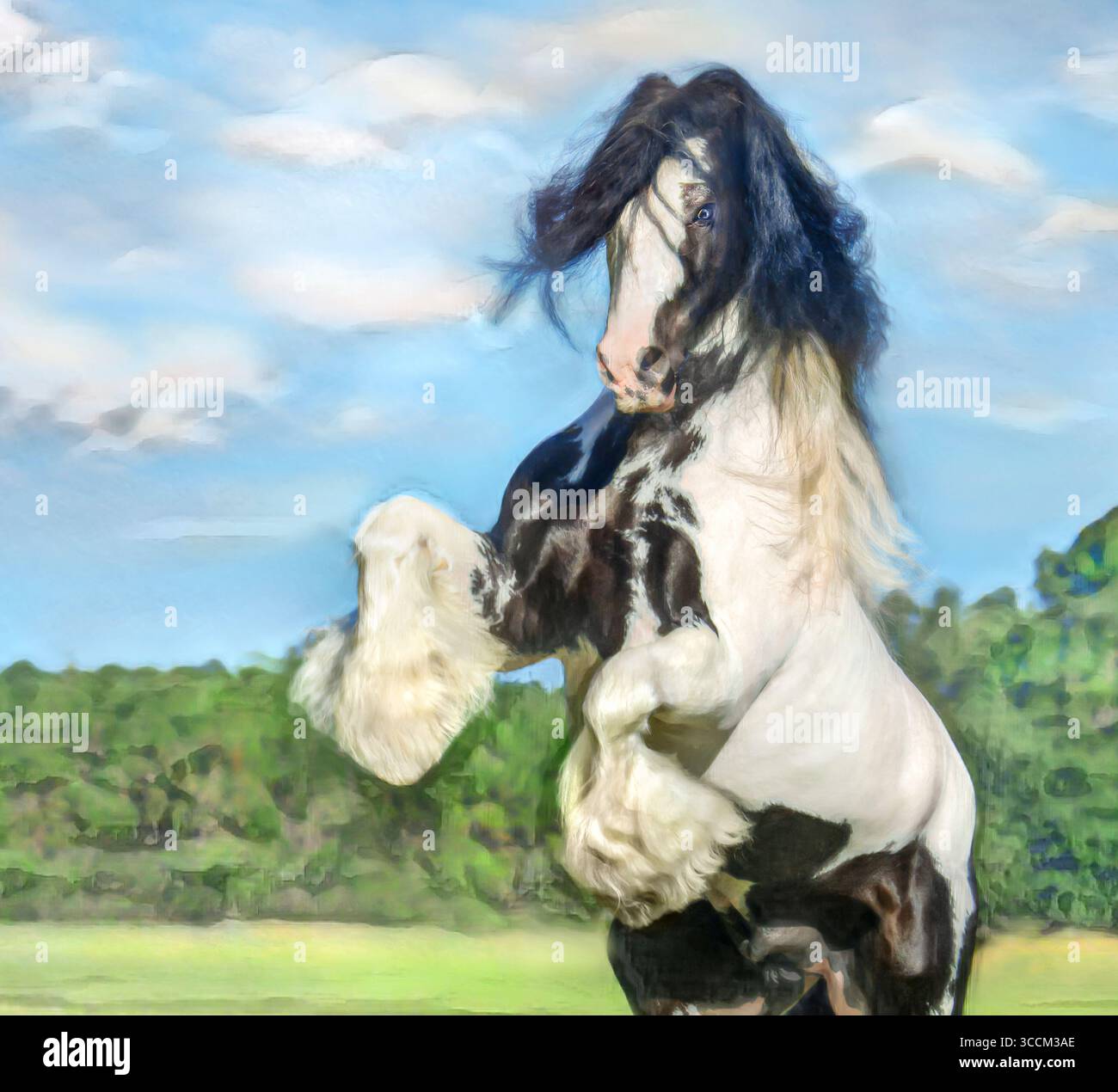 Étalon de cheval Gypsy Vanner mâle adulte élevant dans le champ. Photo numérique stylisée Banque D'Images