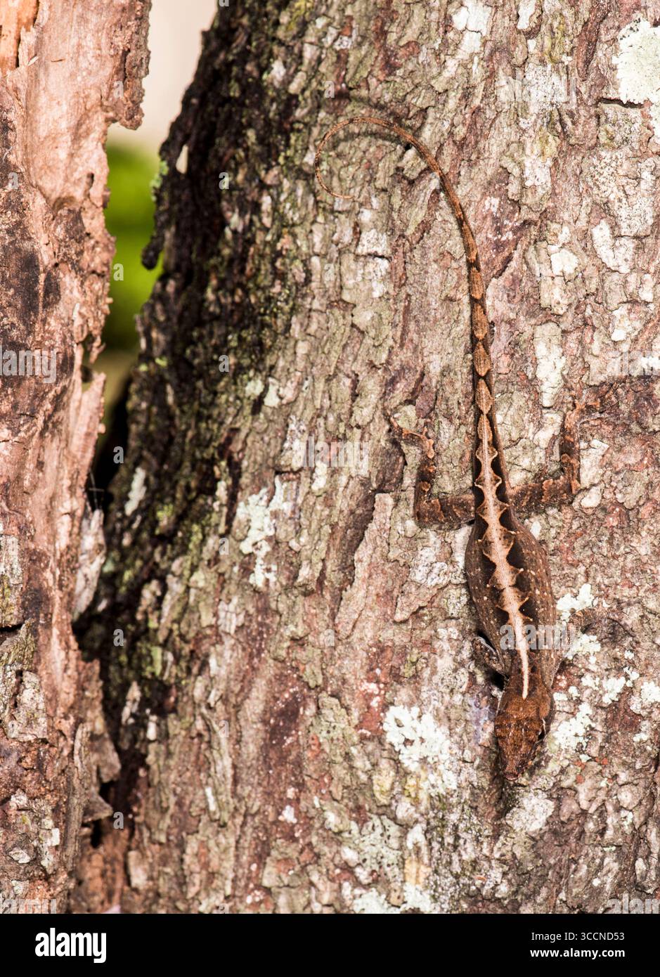Brown Anole également appelé Anole 'cubain', Bahama Anole, ou Anole de la Sagra est une espèce évasive trouvée dans tous les milieux urbains de Floride. Parfois référé Banque D'Images