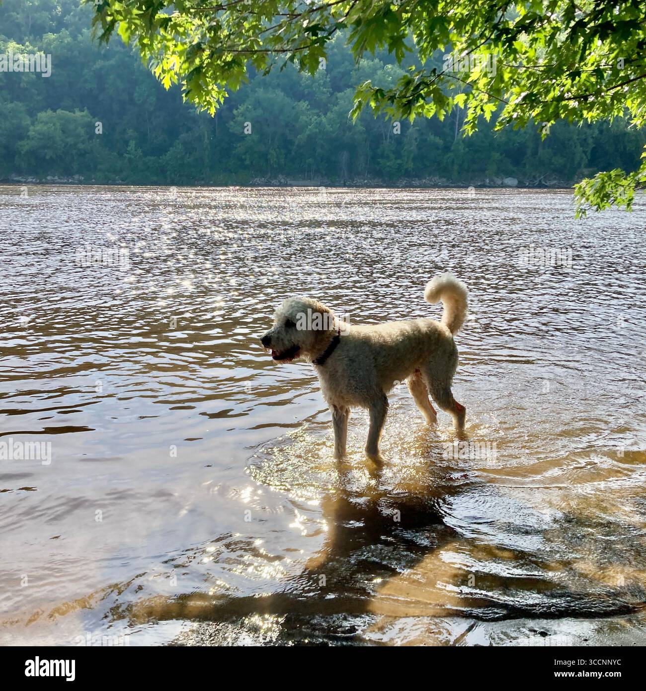 Les chiens aiment se rafraîchir dans le fleuve Mississippi à Minneapolis, Minnesota, États-Unis. Banque D'Images