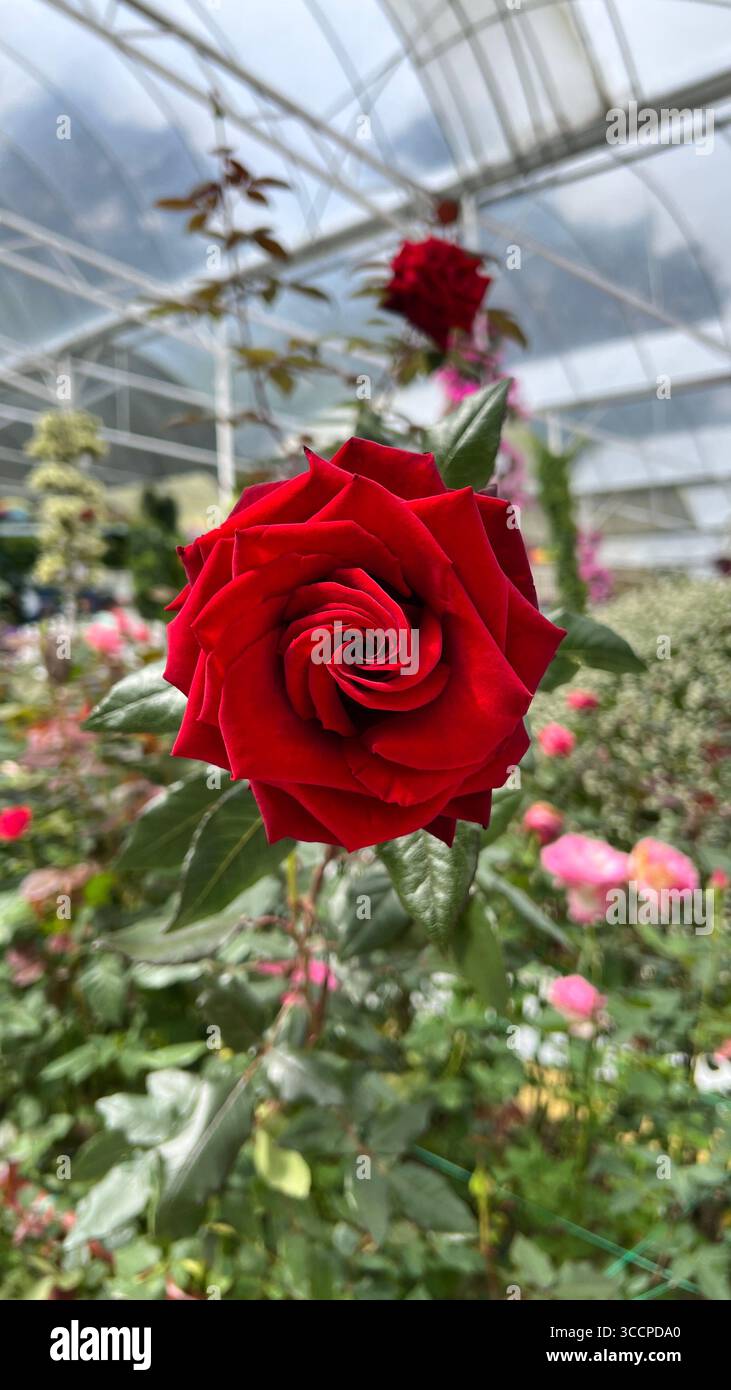 Rose rouge en fleurs – photographie macro en gros plan dans une serre - Image de stock capturée avec un smartphone