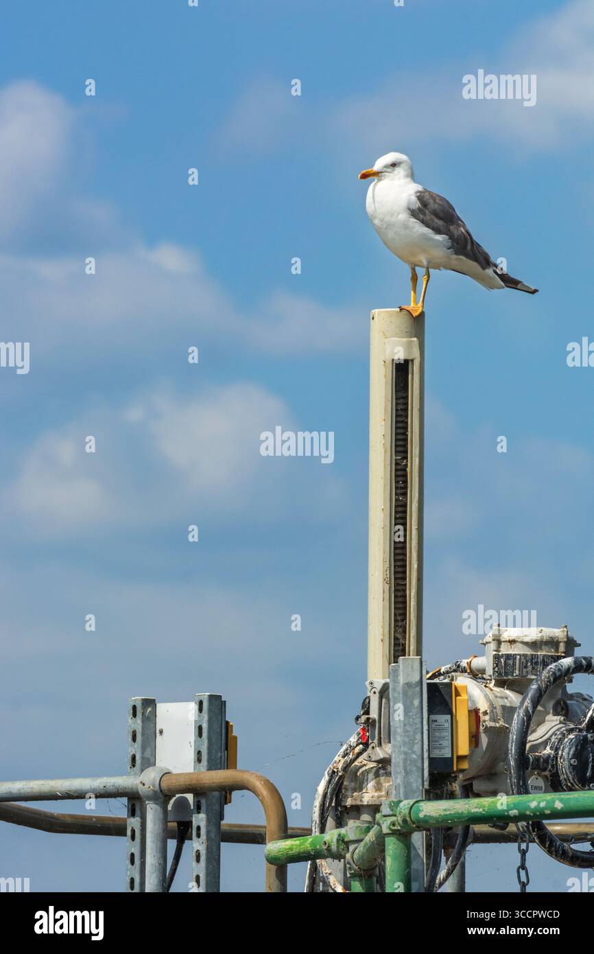 Une mouette solitaire perchée sur une construction de Thames Waterworks dans les Walthamstow Wetlands, North London, Angleterre, Royaume-Uni. Faune à Londres. Banque D'Images