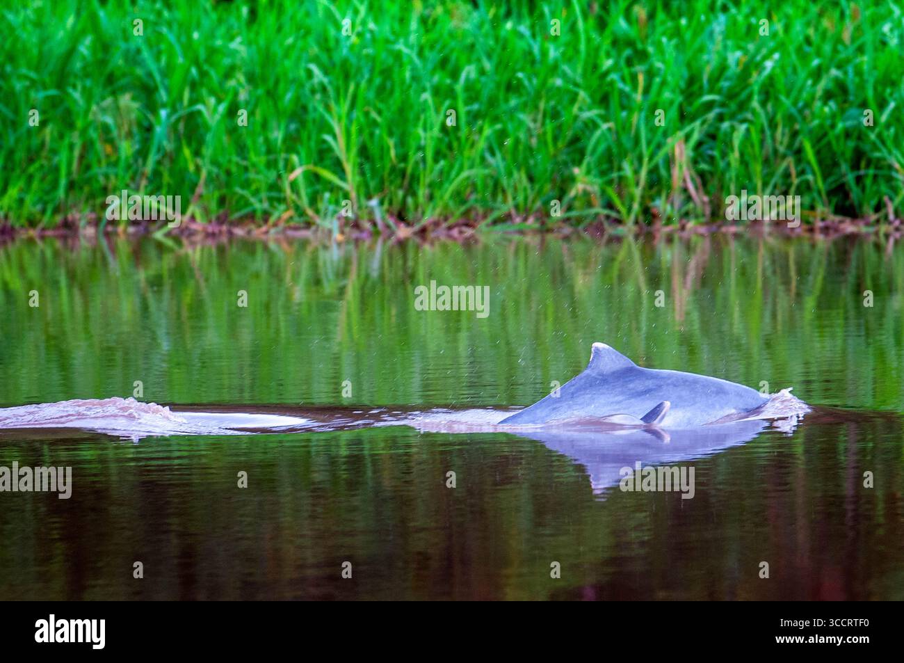9 mars 2008, Belen, Pérou : dauphins roses d'eau douce dans l'un des affluents de l'Amazonie à Iquitos à environ 40 kilomètres près de la ville d'Indiana. Dans sa jeunesse, ces dauphins sont gris. Iquitos, Loreto, Pérou. ..le dauphin de l'Amazone Inia geoffrensis, également connu sous le nom de boto, bufeo ou dauphin de rivière rose, est une espèce de baleine à dents endémique d'Amérique du Sud et est classé dans la famille des Iniidae. Trois sous-espèces sont actuellement reconnues : i. g. geoffrensis dauphin de la rivière Amazone, i. g. boliviensis dauphin de la rivière bolivienne et i. g. humboldtiana dauphin de la rivière Orinoco en position d'Araguaia Banque D'Images