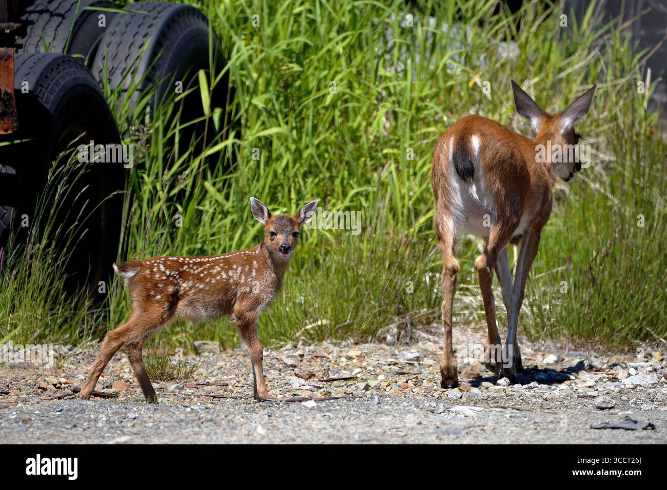 26 juin 2022, Ketchikan, Alaska, États-Unis : un fauve à queue noire de Sitka suit sa mère le 26 juin 2022 près de Copper Ridge Lane et de la voie de contournement de la troisième Avenue à Ketchikan, Alaska. (Crédit image : © Dustin Safranek/ZUMA Press Wire) Banque D'Images