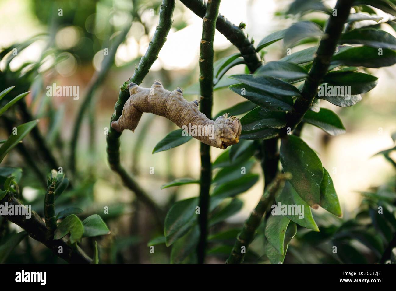 23 juillet 2023, Asuncion, Paraguay : la larve d'ello sphinx (Erinnyis ello) se nourrit voracieusement de ''épine dorsale du diable nain'' (Euphorbia tithymaloides ssp. Smallii 'Nana') dans un jardin d'arrière-cour, à Asuncion, Paraguay. (Crédit image : © Andre M. Chang/ZUMA Press Wire) Banque D'Images