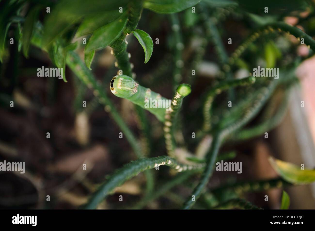 23 juillet 2023, Asuncion, Paraguay : Lello sphinx (Erinnyis ello) larve verte camouflée, révèle son faux pot oculaire sur ''la colonne vertébrale du diable nain'' (Euphorbia tithymaloides ssp. Smallii 'Nana') dans un jardin d'arrière-cour, à Asuncion, Paraguay. (Crédit image : © Andre M. Chang/ZUMA Press Wire) Banque D'Images