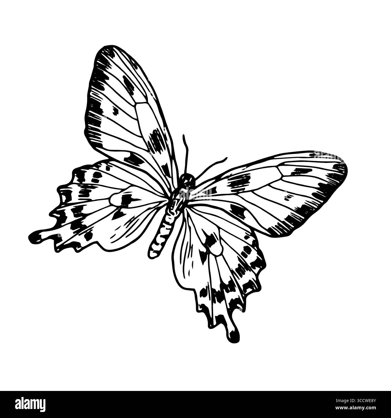 Papillon gracieux avec des ailes, croquis noir et blanc. Illustration vectorielle. La silhouette d'un papillon de voilier est isolée sur un fond blanc Illustration de Vecteur