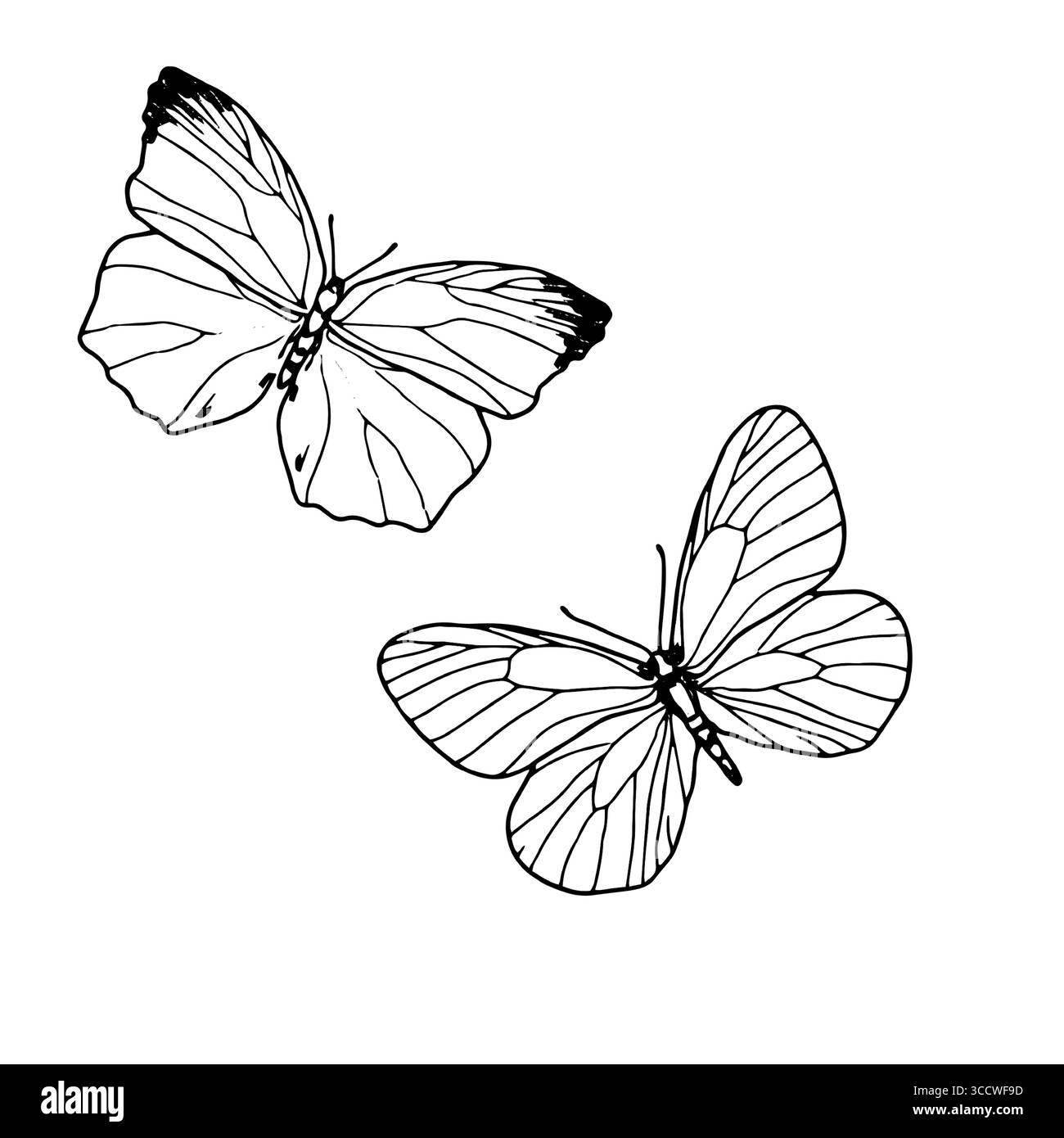 Papillon élégant avec de grandes ailes, croquis noir et blanc. illustration vectorielle. Un ensemble de silhouettes, des papillons argousier, est isolé sur un b blanc Illustration de Vecteur