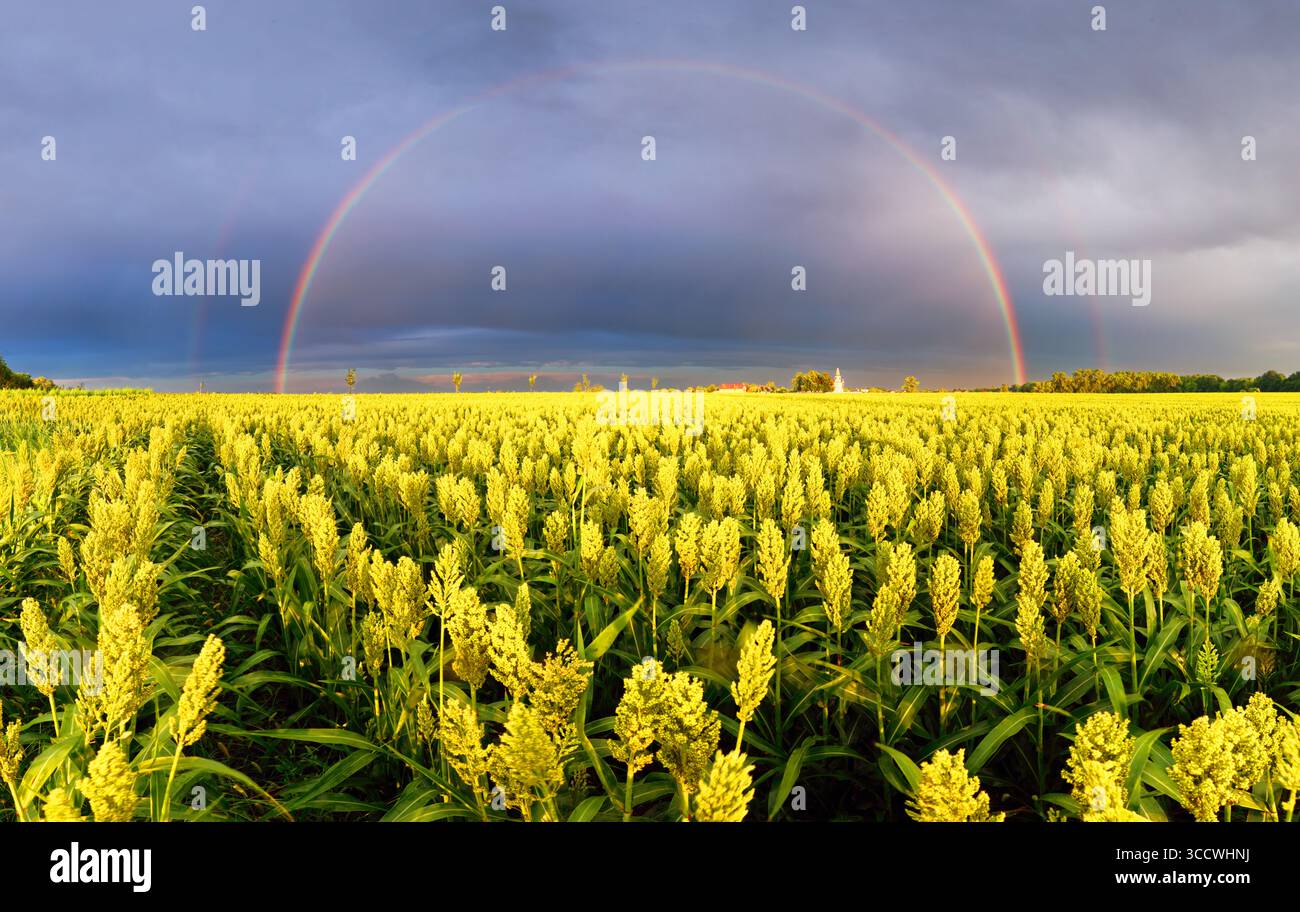 Champ de mil - sorgho, champ jaune, paysage agricole, champ de mil sur un coucher de soleil avec arc-en-ciel Banque D'Images