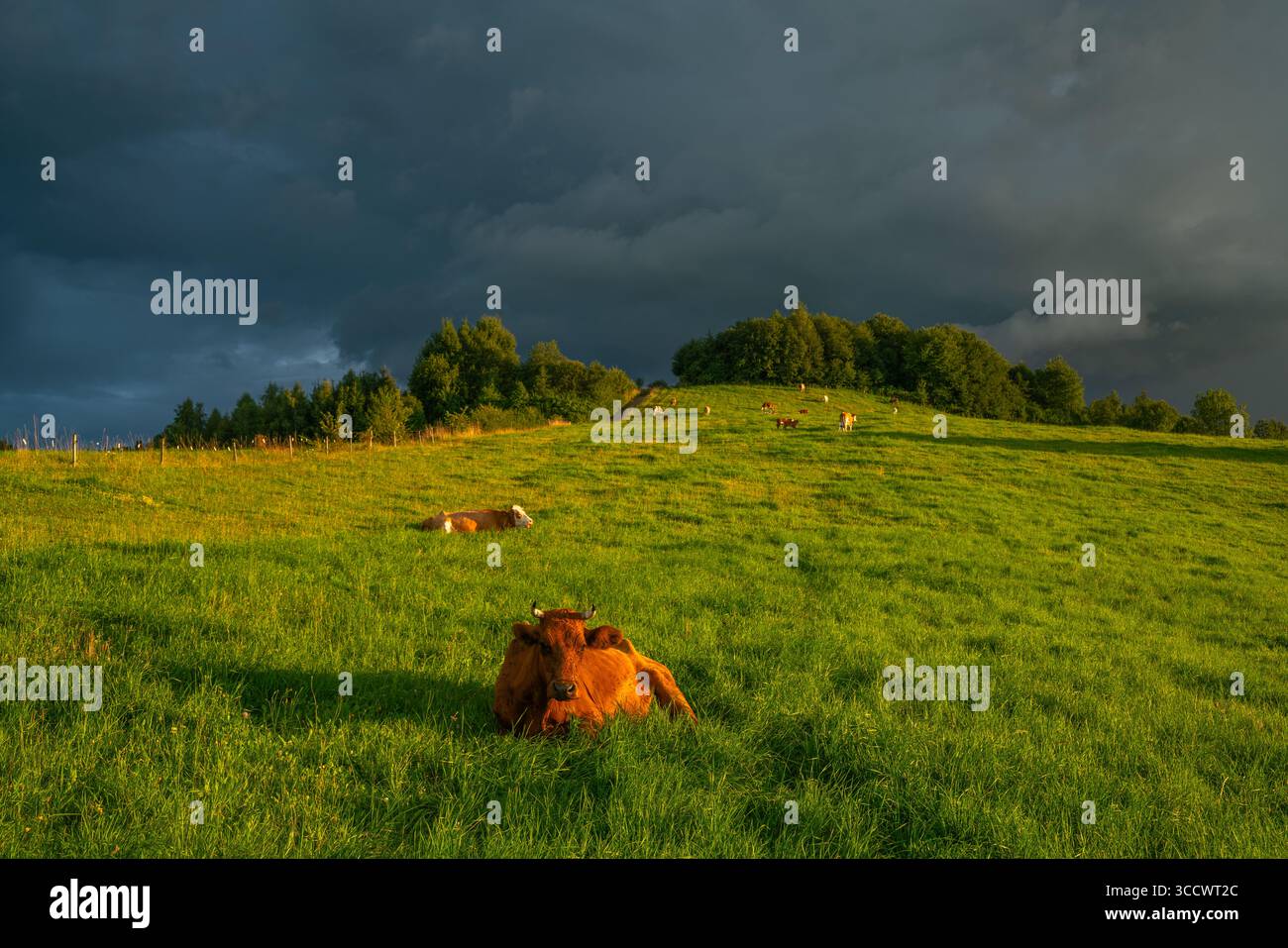 Vaches qui paissent sur un pâturage de montagne pendant une tempête approchant le soir Banque D'Images
