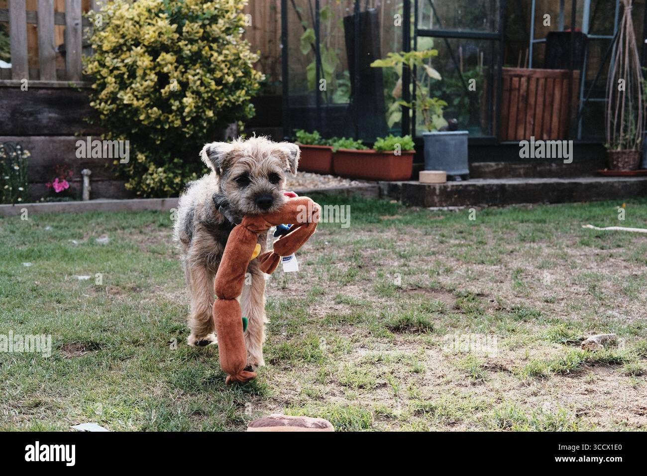 Chiot Border Terrier courant dans un jardin tout en tenant un jouet en forme de saucisse dans sa bouche. Banque D'Images