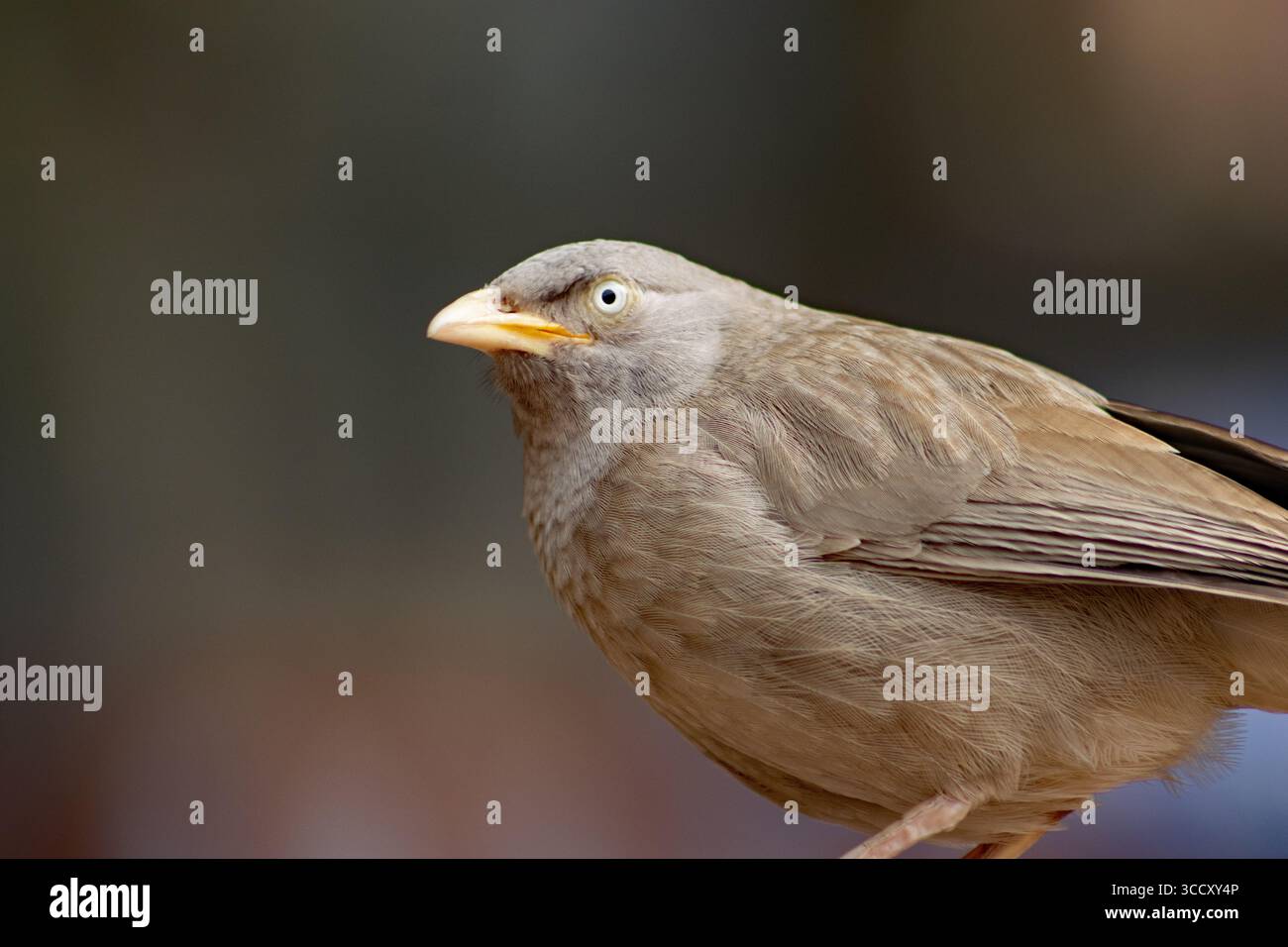 Gros plan d'un Babbler de la jungle (Argya striata) isolé sur un fond naturel Banque D'Images