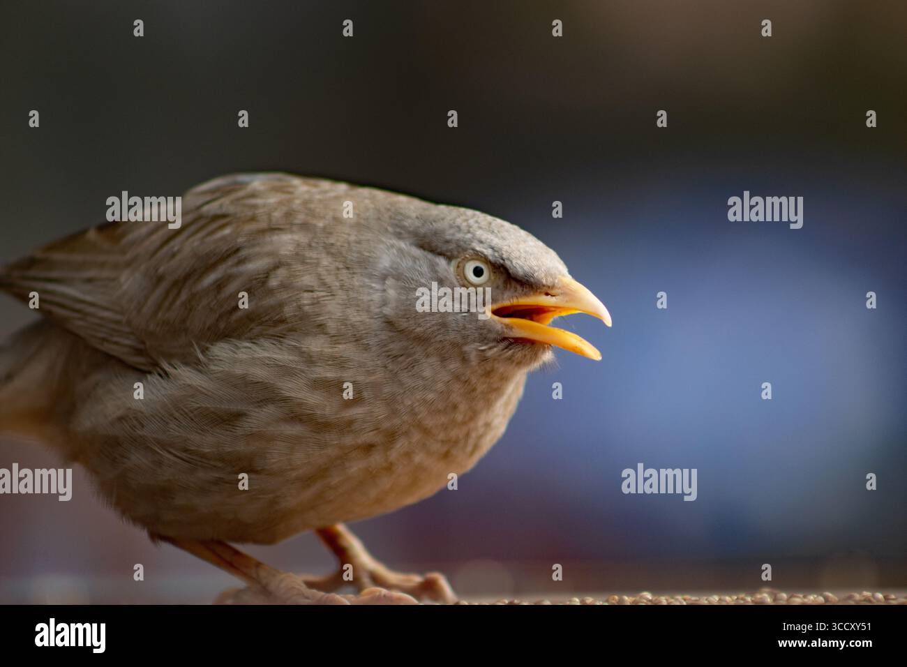 Gros plan d'un Babbler de la jungle (Argya striata) isolé sur un fond naturel Banque D'Images