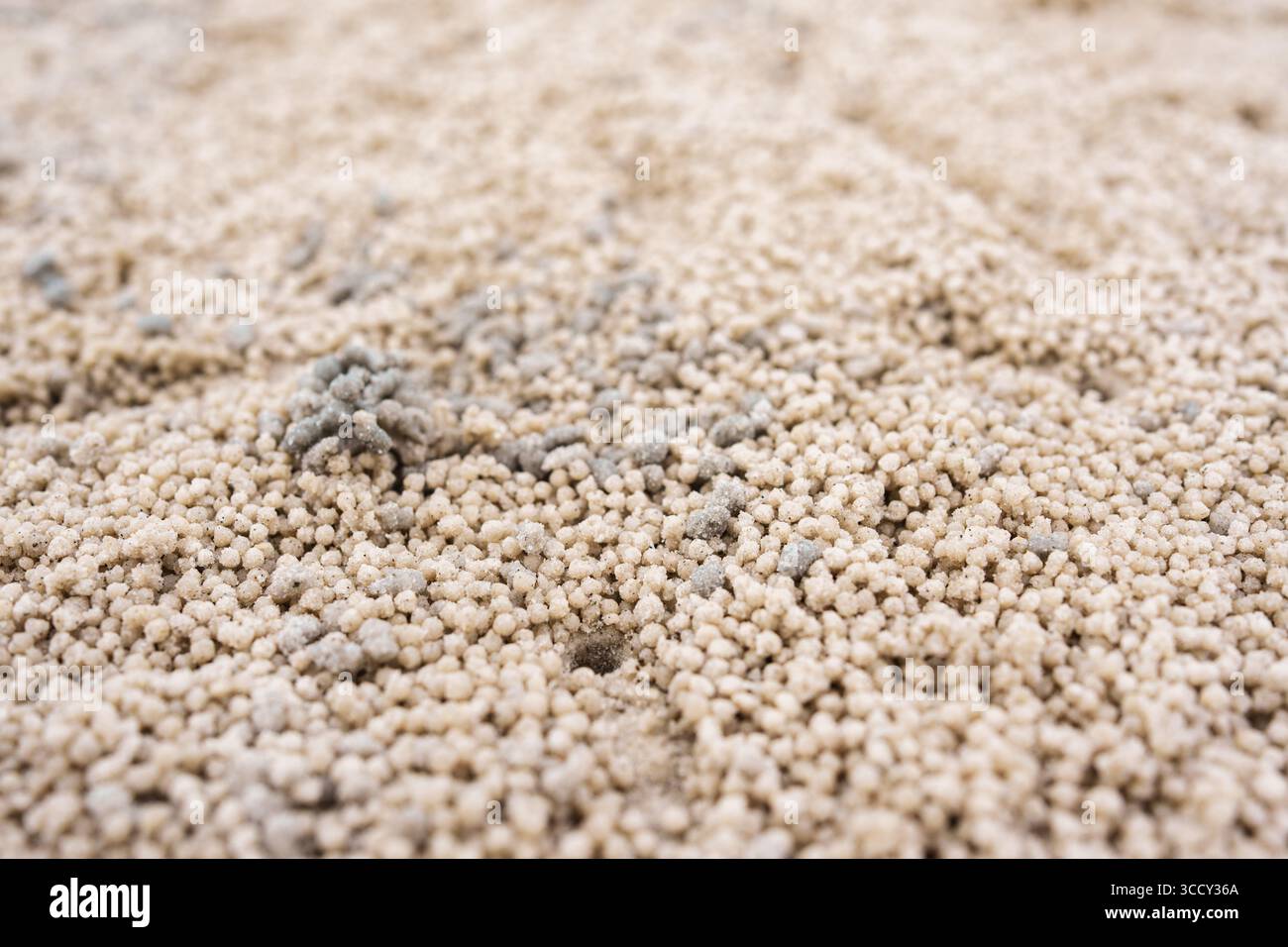 Motif naturel de crabe barboteur de sable fait des boules de sable sphériques recouvrant la plage sur le bord de mer Banque D'Images