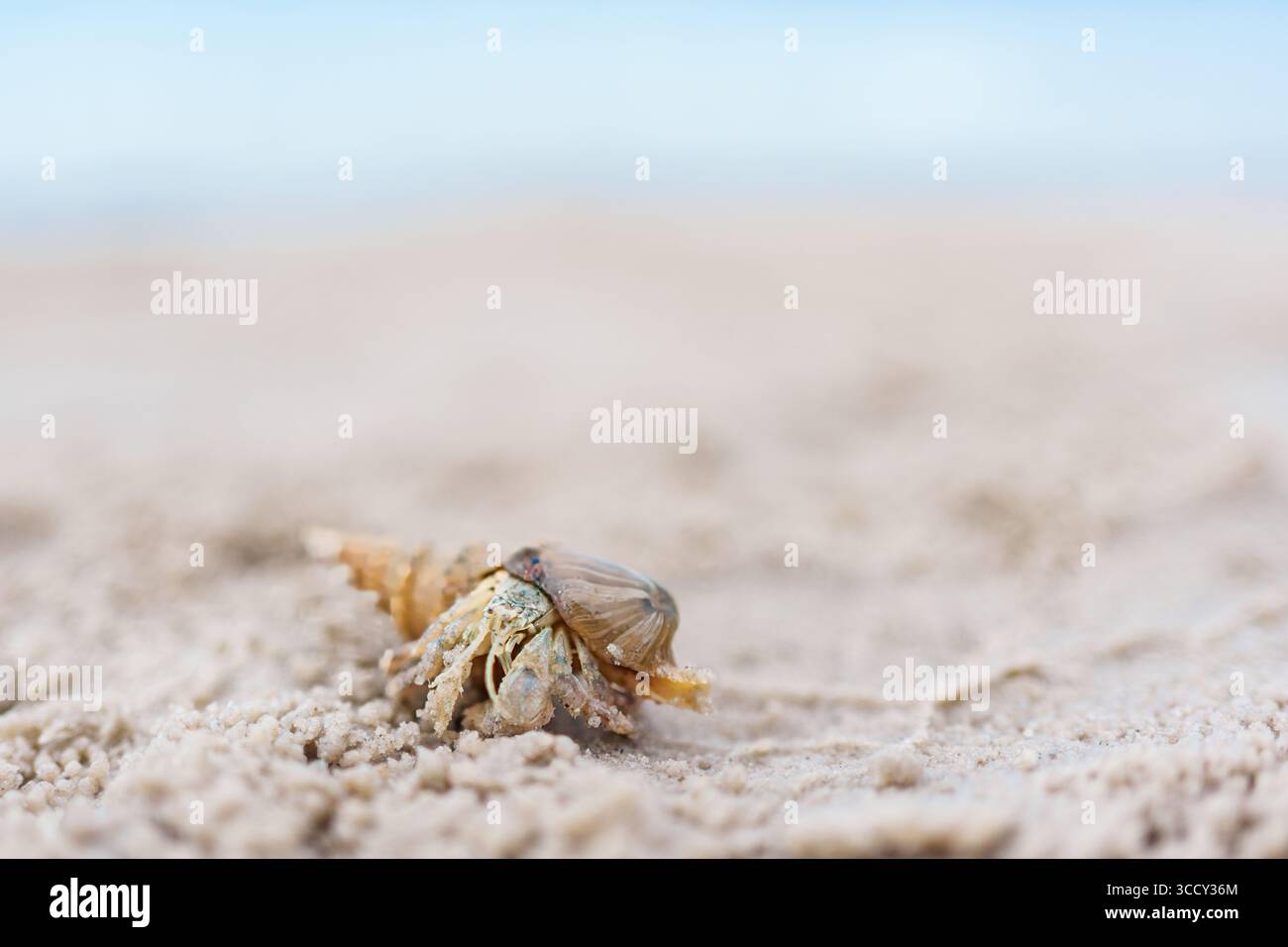 Crabe ermite rampant sur une plage de sable avec un fond flou doux Banque D'Images