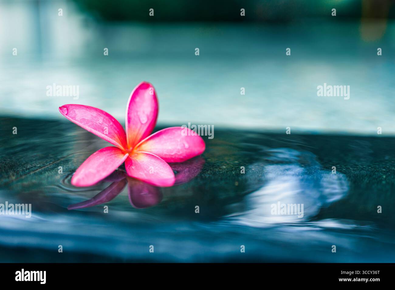 Gros plan rose Frangipani ou Plumeria pétale de fleur flottant sur le bord de la piscine avec un doux reflet. Idéal pour le bien-être, spa, détente tropicale, arôme Banque D'Images