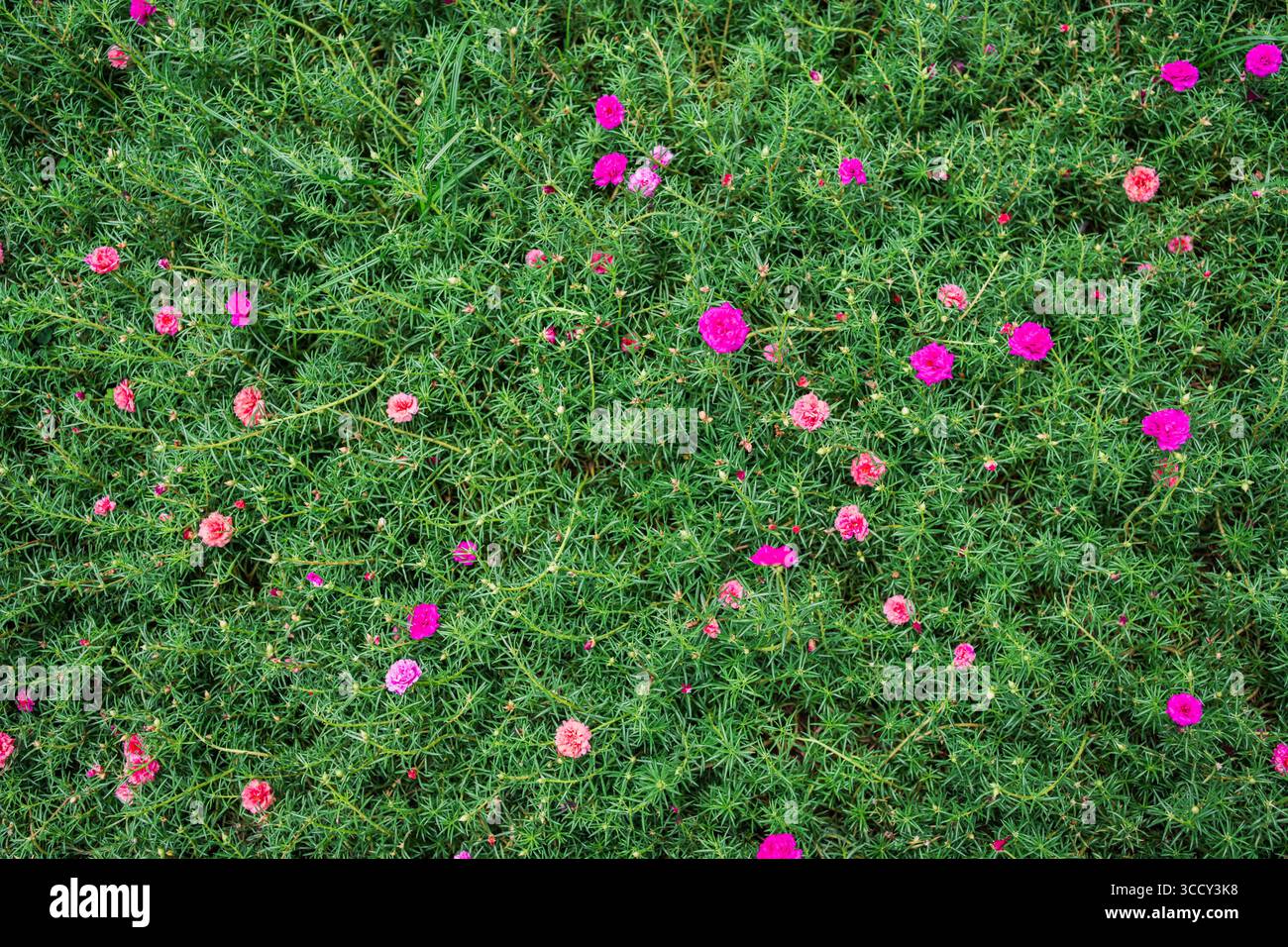 Rose vif Portulaca, Purslane commun, rose de mousse fleurissant dans le jardin Banque D'Images