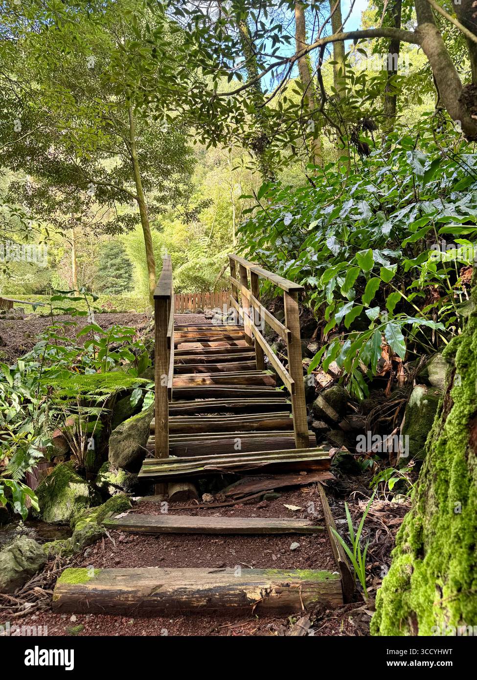Sentier nature avec escaliers et verdure luxuriante dans le parc Grená, île de São Miguel, Açores, Portugal. Banque D'Images
