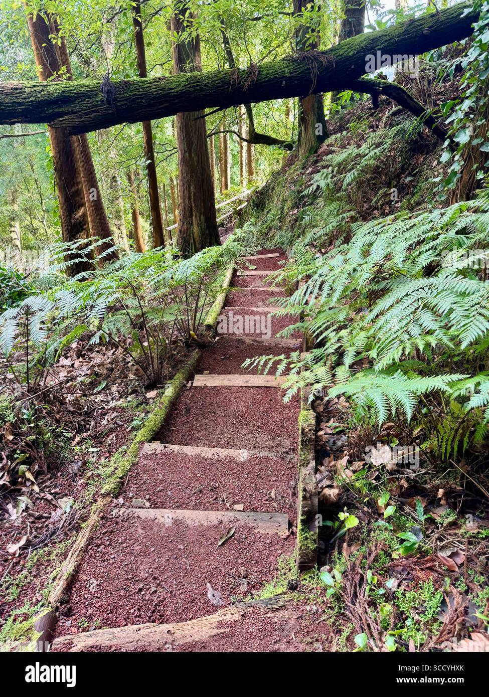 Sentier nature avec escaliers et verdure luxuriante dans le parc Grená, île de São Miguel, Açores, Portugal. Banque D'Images